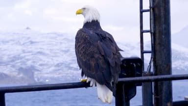Where Eagles Dare still