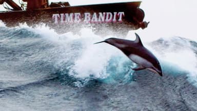 The Purpose of Porpoises still